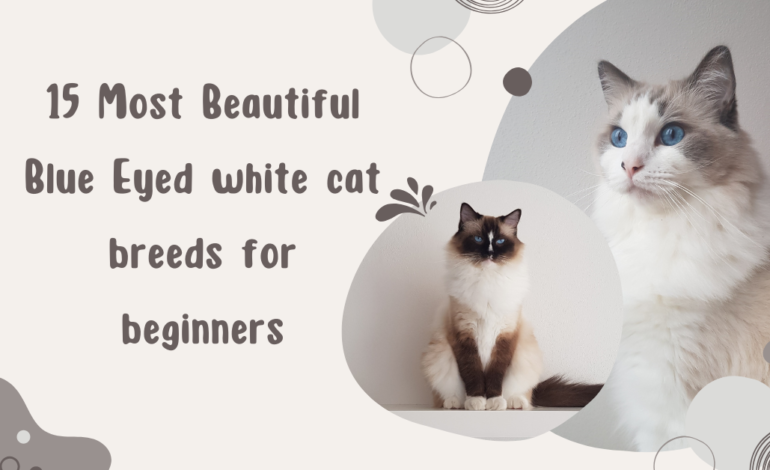 15 Most Beautiful Blue Eyed white cat breeds for beginners