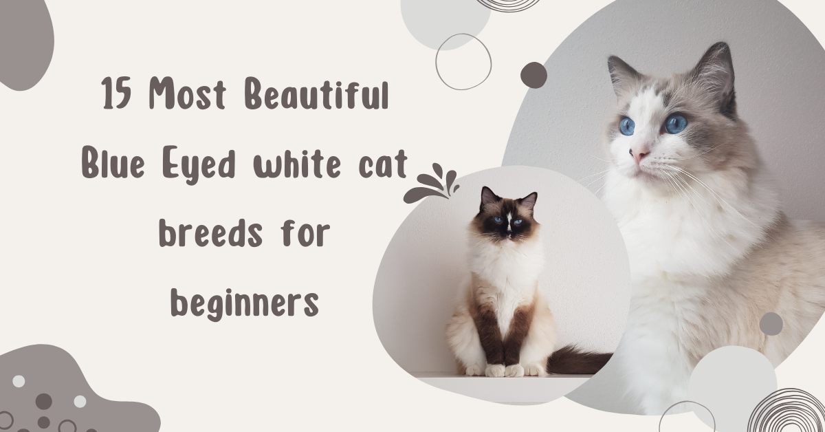 15 Most Beautiful Blue Eyed white cat breeds for beginners