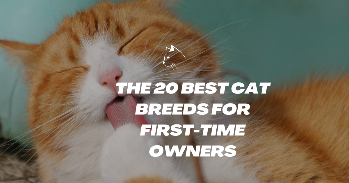 The 20 Best Cat Breeds for First-Time Owners