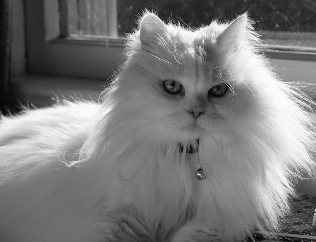 Turkish Angora - breeds of cats that shed the least 