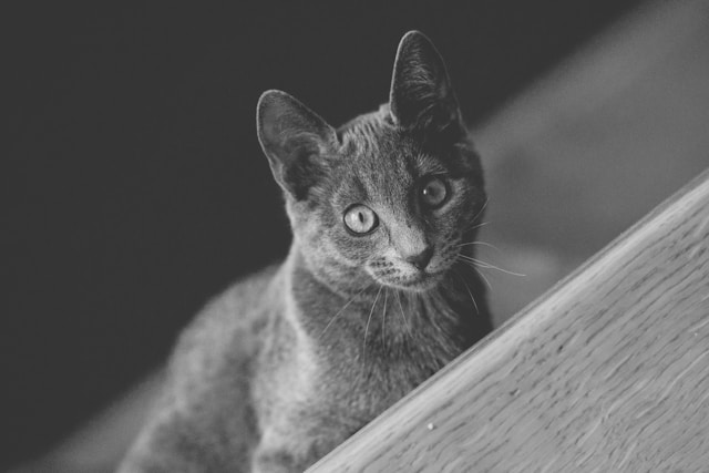 Russian Blue - cats that shed the least