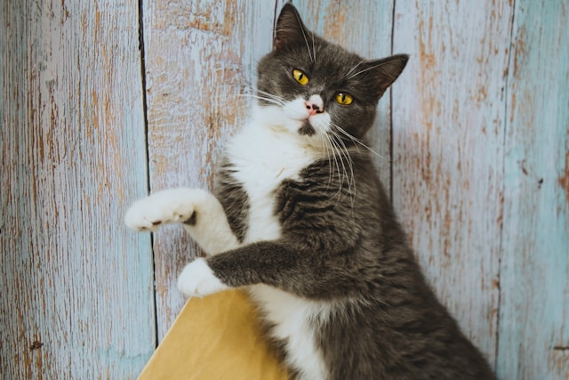 British Shorthair - which breed of cats shed the least