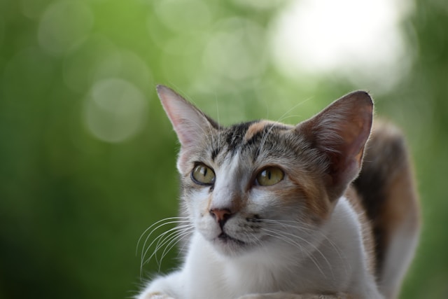 Abyssinian - cats with the least shedding