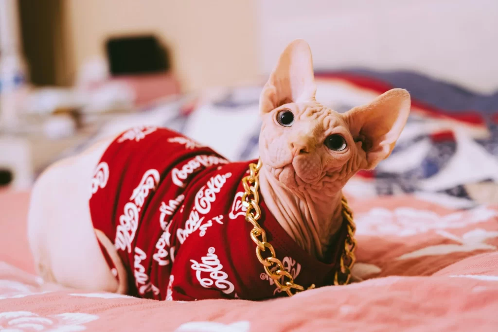 Sphynx - lowest shedding cat