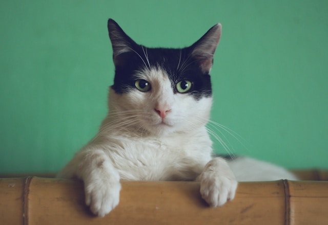 Cornish Rex - which breed of cats shed the least