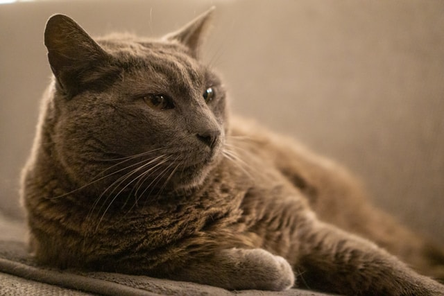 Chartreux - breeds of cats that shed the least 