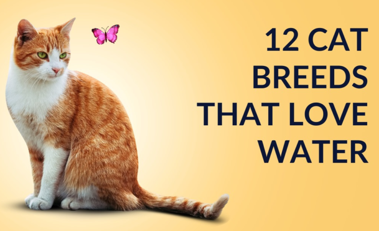 12 Cat Breeds That Love Water in 2024