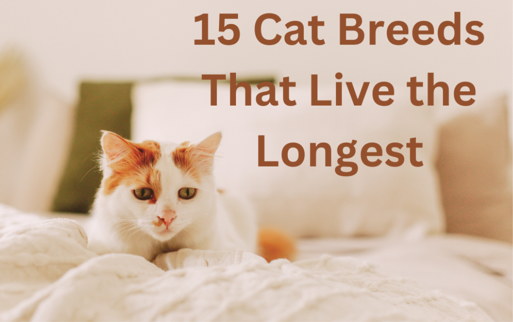 15 Cat Breeds That Live the Longest