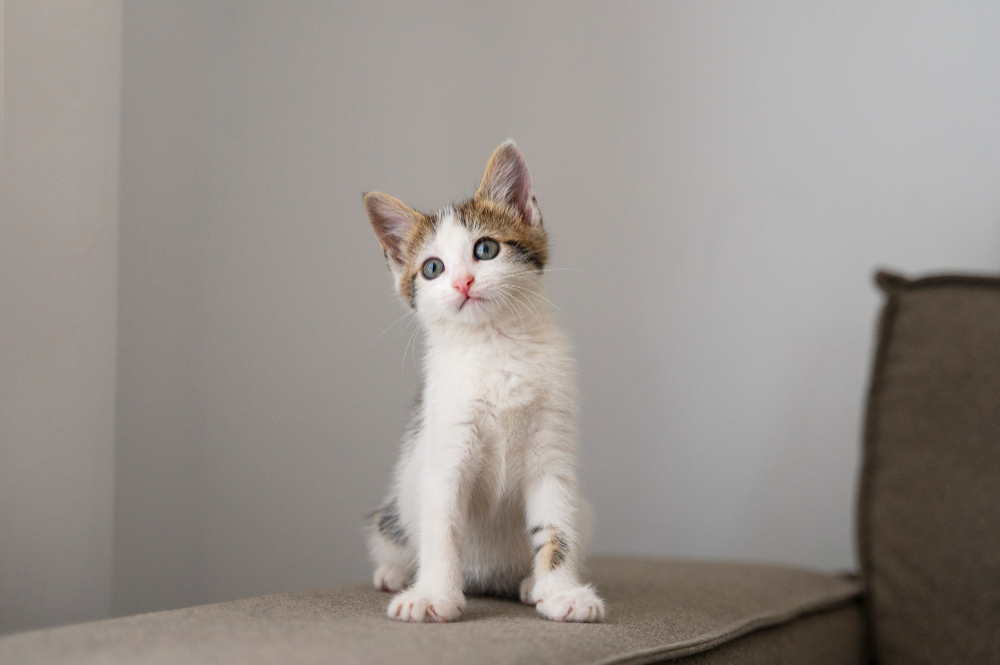 Munchkin - what cat breed lives the longest