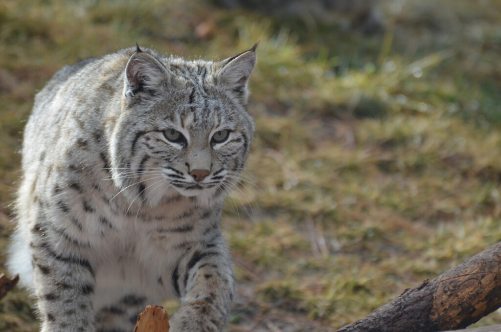  Norwegian Forest Cat - what cat breed likes water