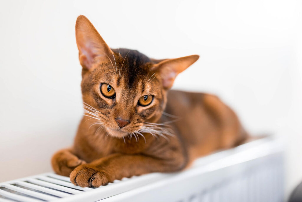 Abyssinian - cat breeds that love water