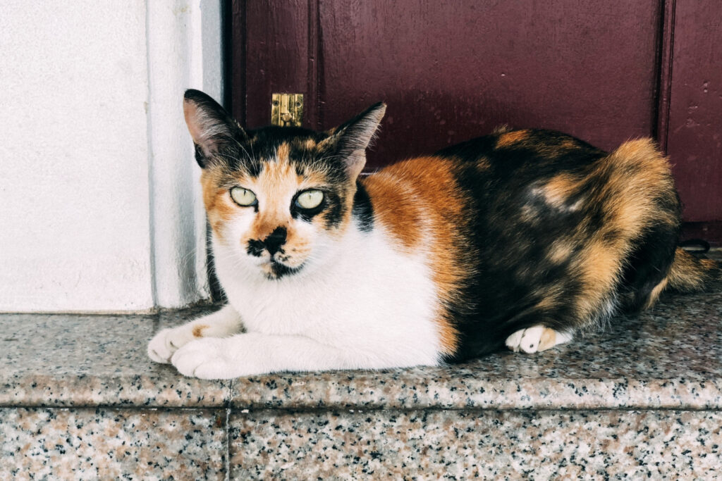 Bobtail Japonais- cat breeds that love water