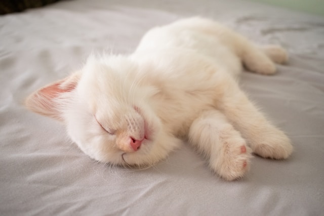 Ragdoll- Cat Breeds With Ear Tufts