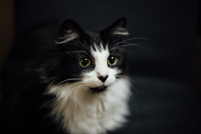 LaPerm- Cat breed with ear furnishings