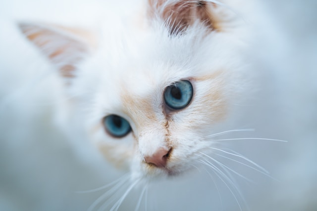 Birman Cat - Cat breed with ear furnishings