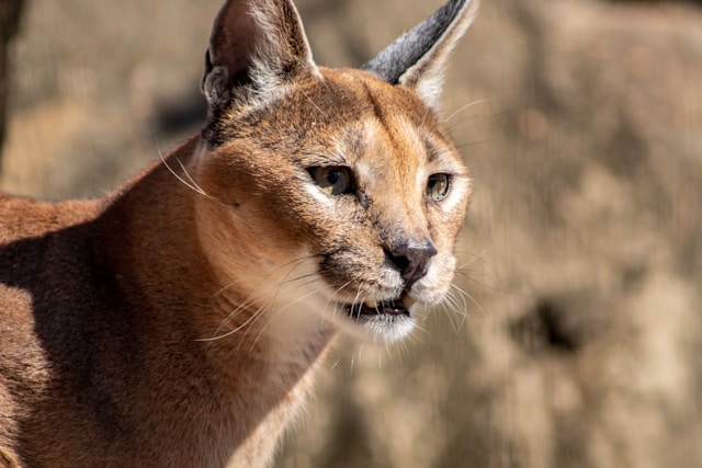 The Caracal - Top domestic cat breed with pointy ears 