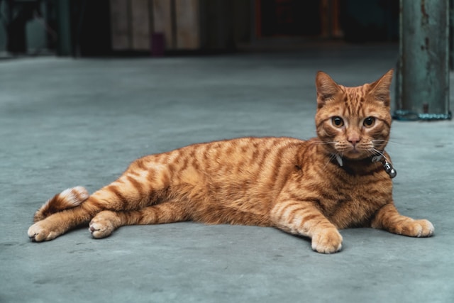 Savannah Cat - what is the longest living cat breed