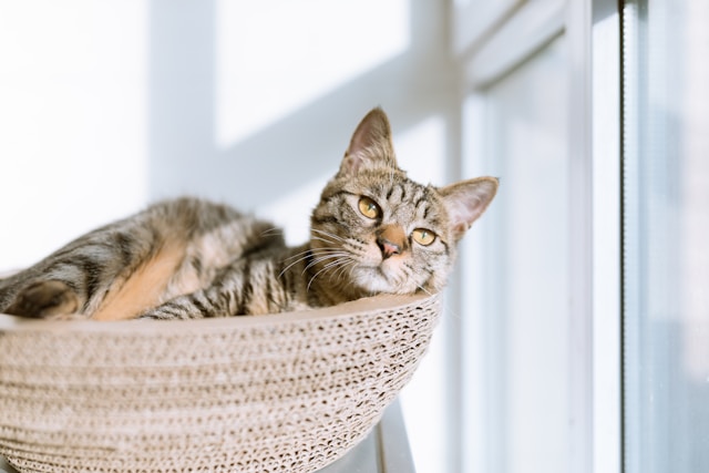  American Curl - Breeds of Cats with Ear Tufts