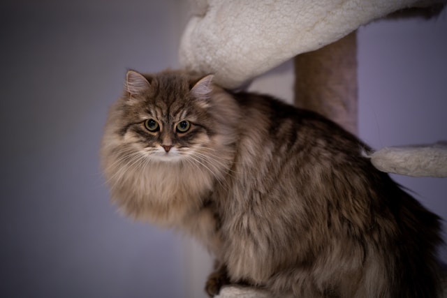 Siberian Cats - breeds of cats with ear tufts 