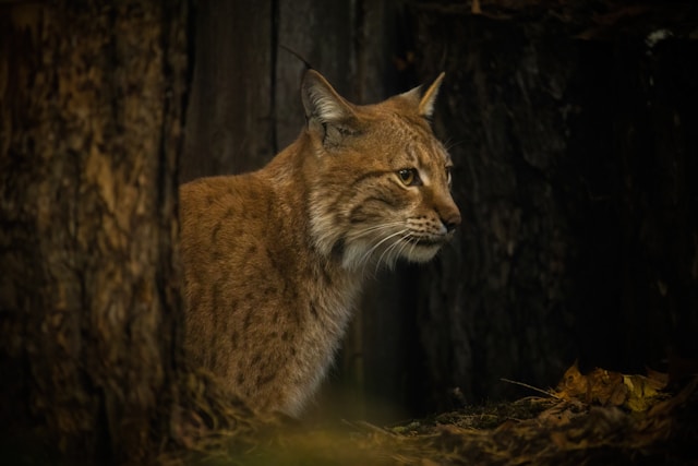 Lynx - cat breeds have ear tufts