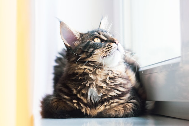 Maine Coons - cat pointy ears 