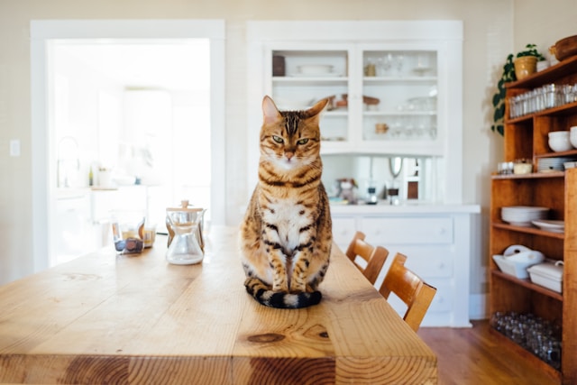 Highlander Cat - cat with long pointy ears 