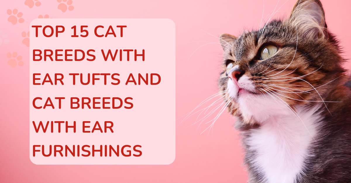 Top 15 Cat Breeds With Ear Tufts And Cat Breeds With Ear Furnishings