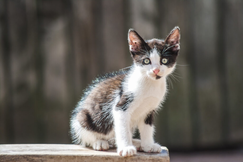 Van Cat - what breed of cat likes to swim