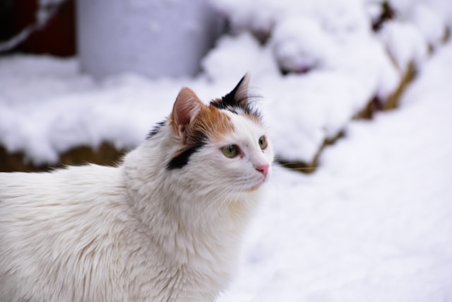 Turkish Van - domestic cat breed with pointy ears 