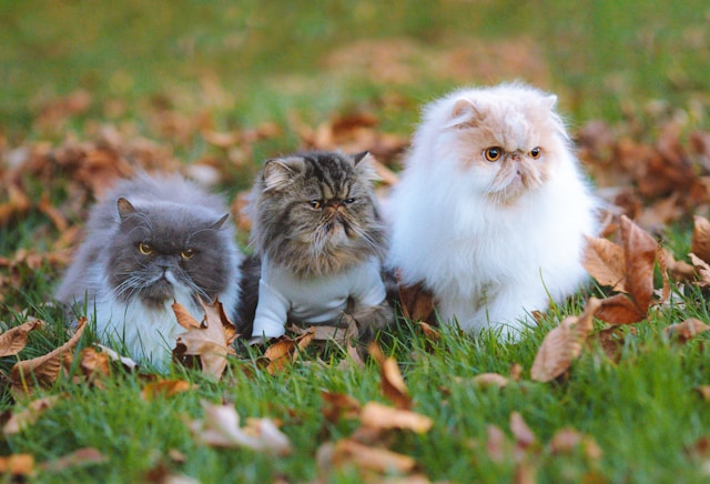  Persian Cats - most popular cat breeds