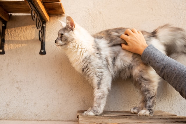  Maine Coon - which cat breeds live the longest