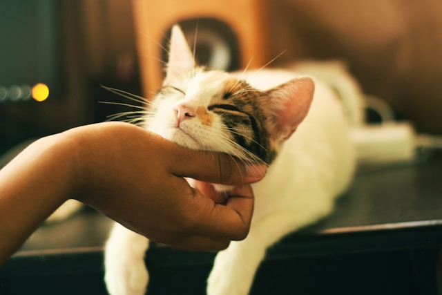 Pixie-Bob- short hair cats with ear tufts 