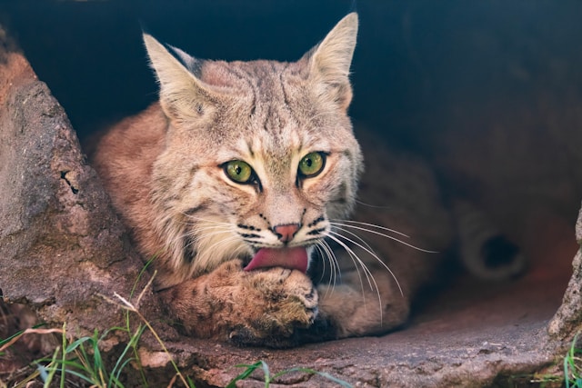 Bob Cats - what cat breeds have ear tufts 