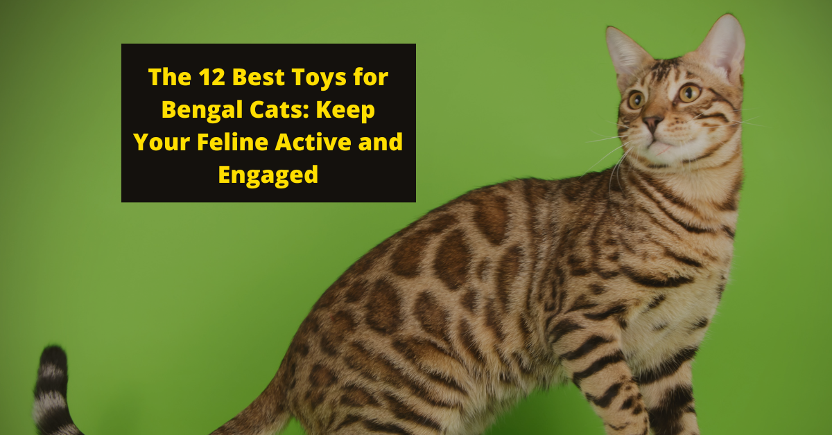 The 12 Best Toys for Bengal Cats: Keep Your Feline Active and Engaged