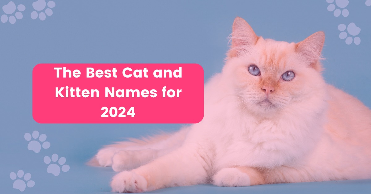 The Best Cat and Kitten Names for 2024