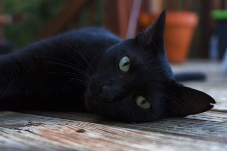 good names for a female black cat
