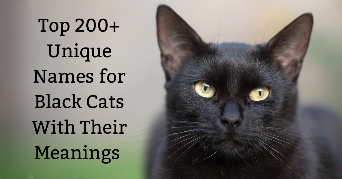 Top 200+ Unique Names for Black Cats With Their Meanings 