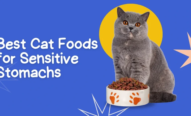 Best Cat Foods for Sensitive Stomachs