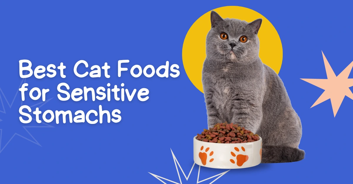  Best Cat Foods for Sensitive Stomachs