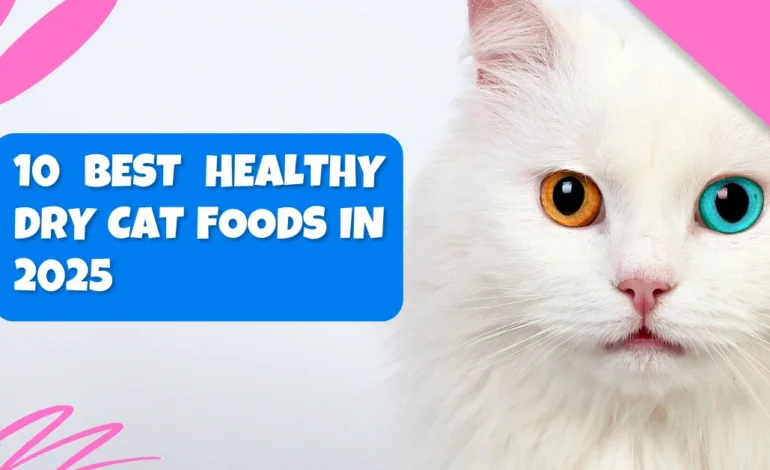 10 Best Healthy Dry Cat Foods in 2025