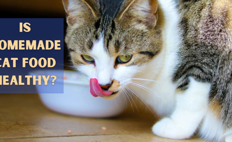 Is Homemade Cat Food Healthy?