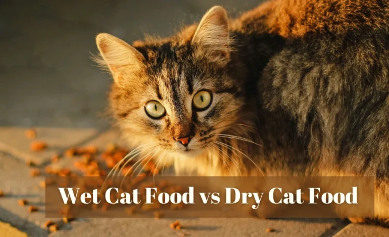Wet Cat Food vs Dry Cat Food