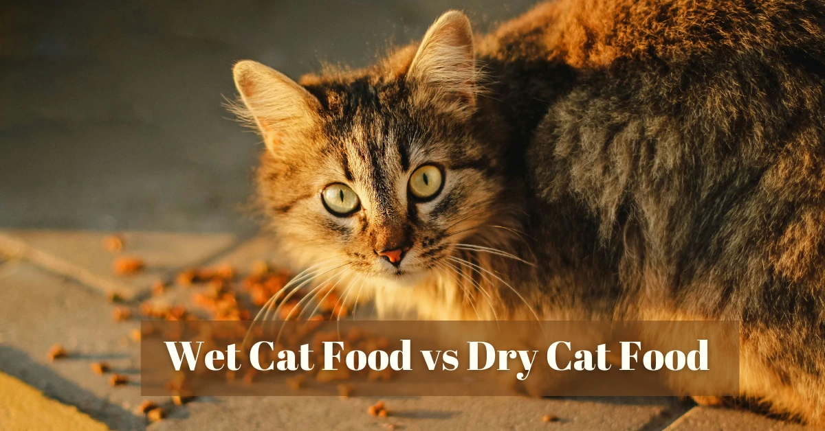 Wet Cat Food vs Dry Cat Food