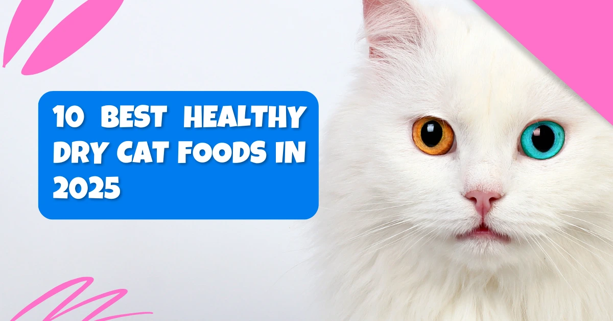 10 Best Healthy Dry Cat Foods in 2025