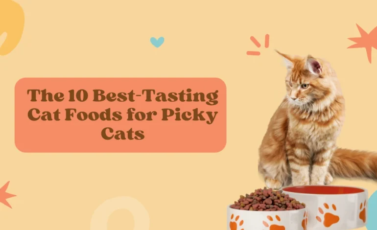 Cat Foods for Picky Cats