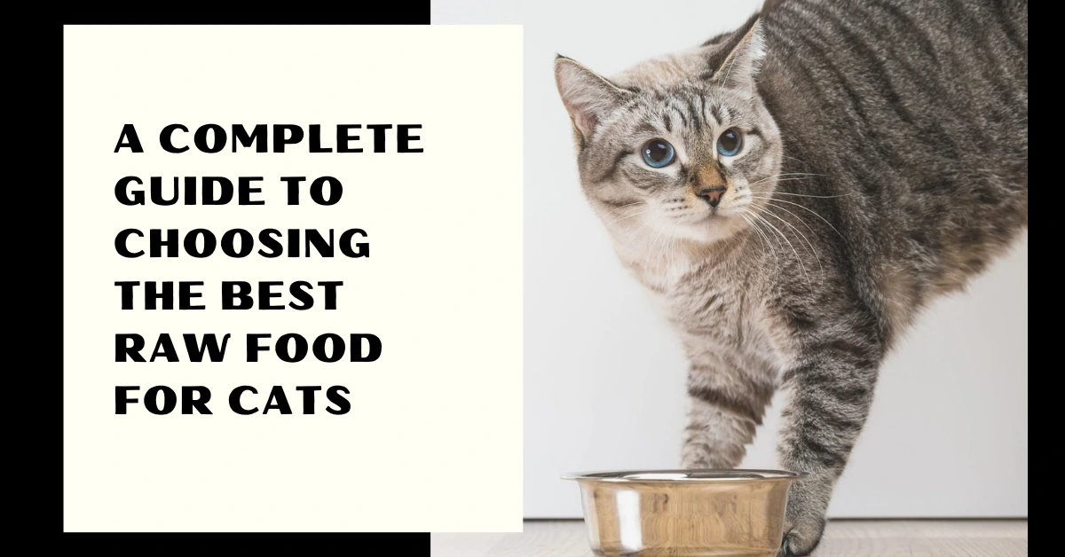 A Complete Guide to choosing the best raw food for cats