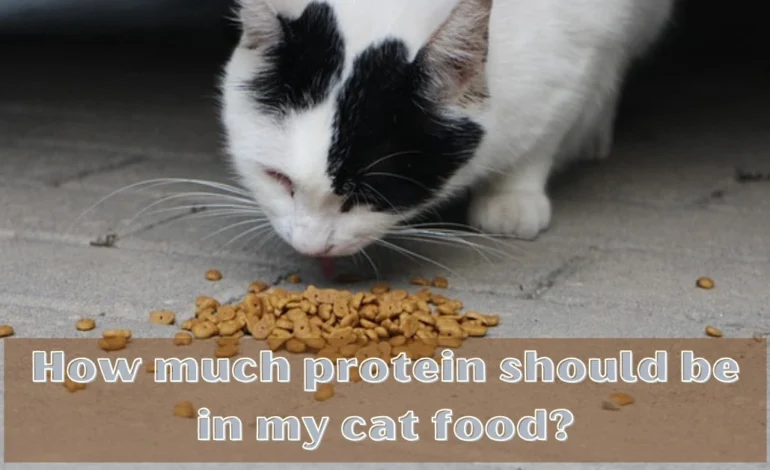 How much Protein should be in my Cat Food?