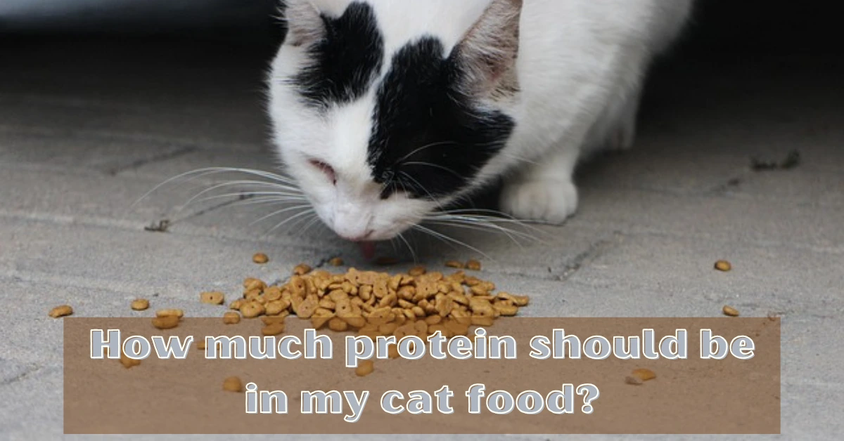 How much Protein should be in my Cat Food?