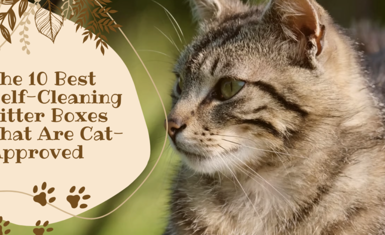 The 10 Best Self-Cleaning Litter Boxes That Are Cat-Approved