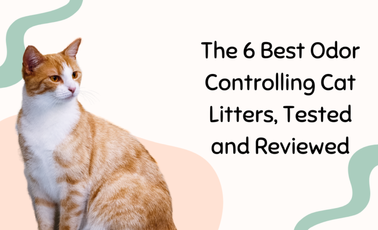 The 6 Best Odor Controlling Cat Litters, Tested and Reviewed